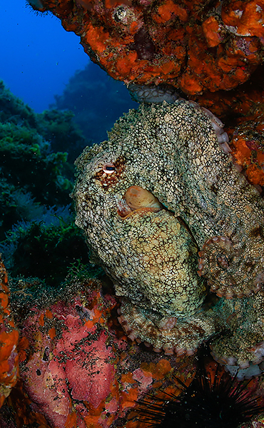 Centre de plongée La Palma 